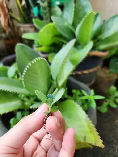Plants That Produce Hanging Offsets 4