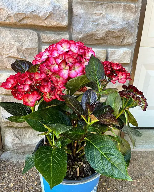 Stunning and Uncommon Hydrangea Varieties 7
