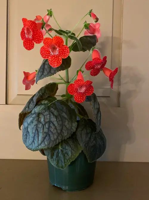 best gorgeous flowers on the earth