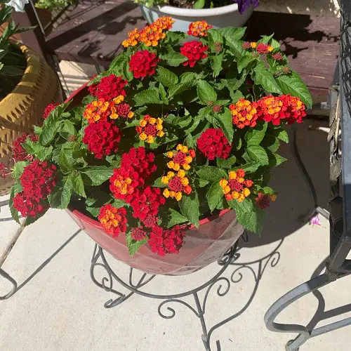Lantana for Hanging Baskets
