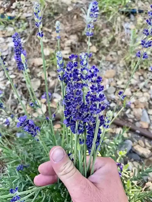 Most Productive Herbs in garden 