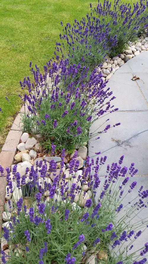 Perennials that Bloom Multiple Times a Year
