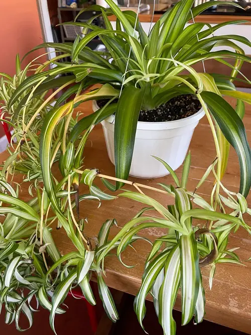Spider Plant Leaves Breaking and Splitting