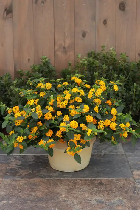 Lantana blooms for Hanging Baskets
