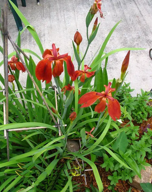 Common Louisiana Swamp Flowers 8