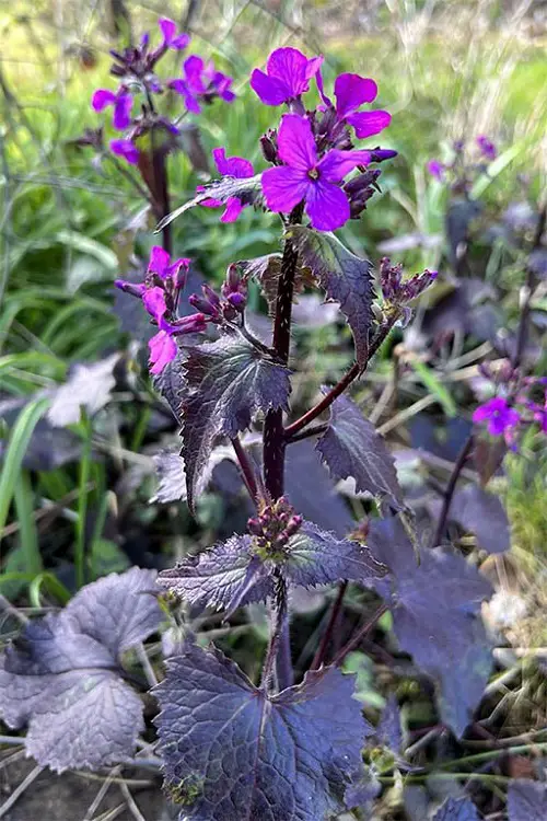 Beautiful Flowers With Seed Pods That Pop