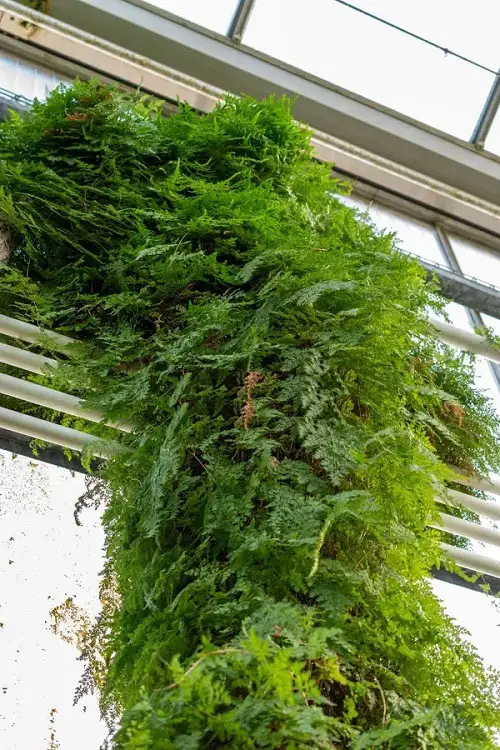 Amazing Vines That Grow Without Sunlight 56