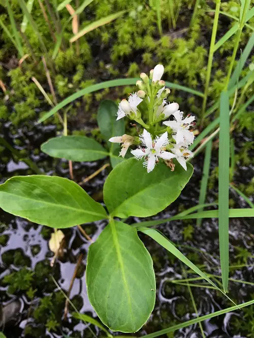 Flowers that Grow in Bogs and marshes
