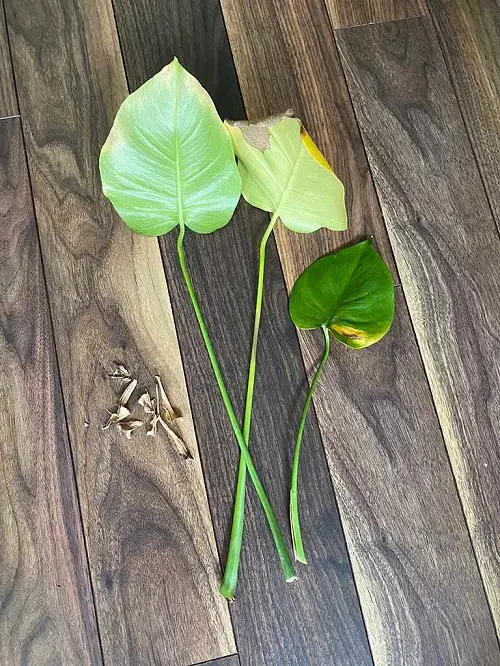 Monstera Sunburn 6