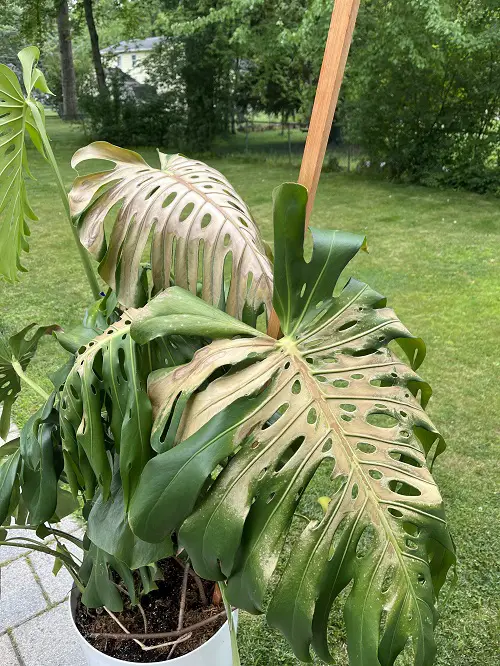 Monstera Sunburn: How To Save It 