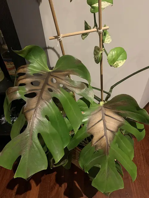 Monstera Sunburn
