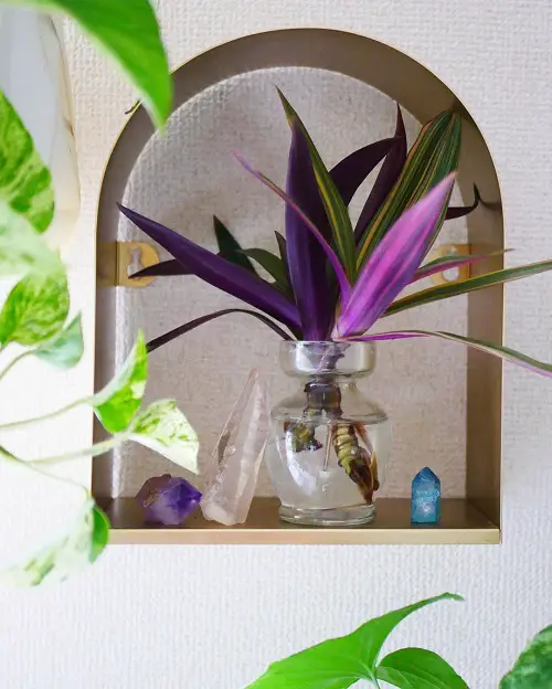 Colorful Plants to Grow in Water Indoors 78