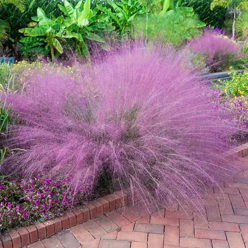 Flowers That Look Like Cotton Candy 1