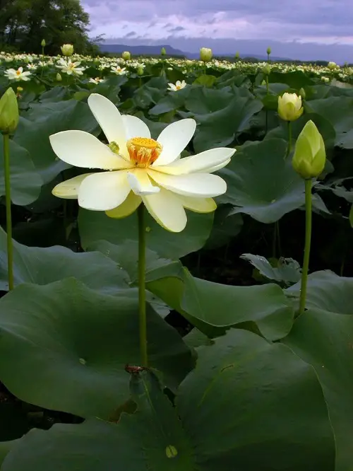 Swamp Flowers that Grow in Bogs