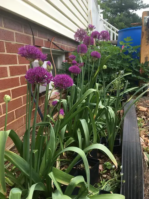 Plants that Fight Ants for Gardens 