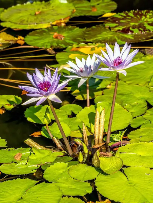  Flowers that Grow in Bogs and marshes  3