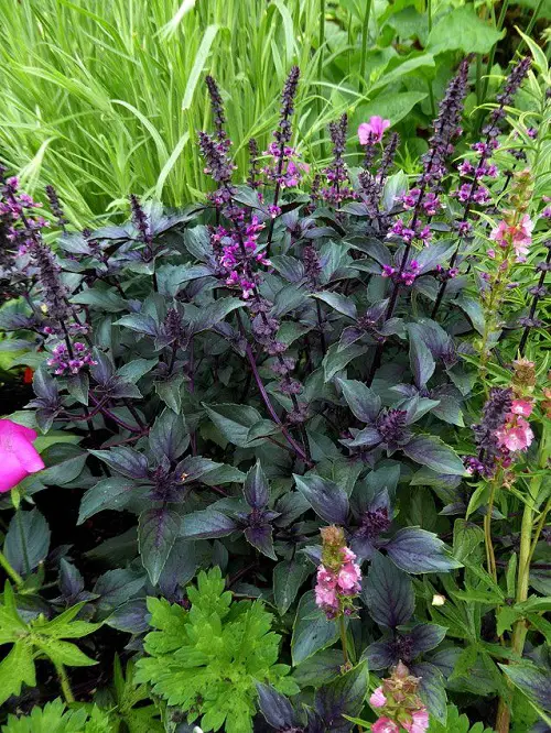 Plants that Grow Red Foliage and Flowers 87