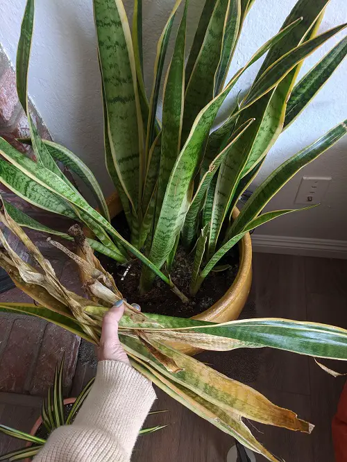 Snake Plant Leaves Turning Yellow