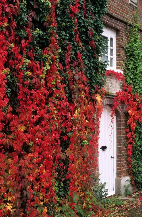 Amazing Vines That Grow Without Sunlight 56