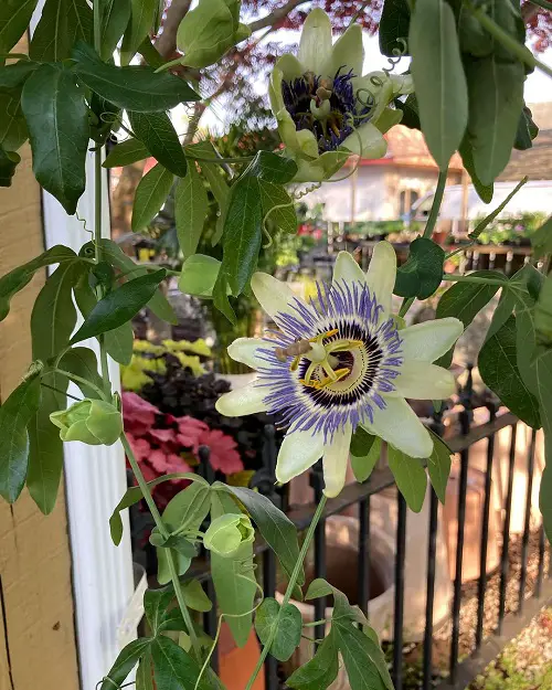 Prettiest Flowers in The world