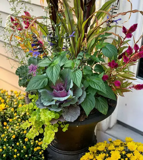 Beautiful Mosquito Repelling planter 