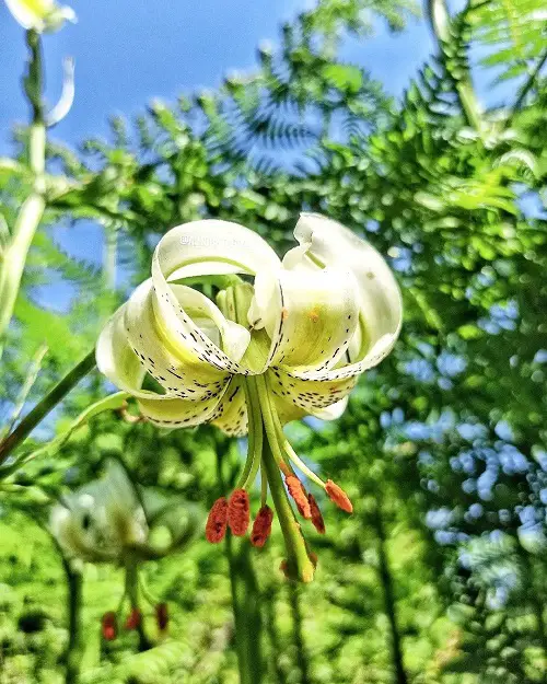 Beautiful flowers from Iran