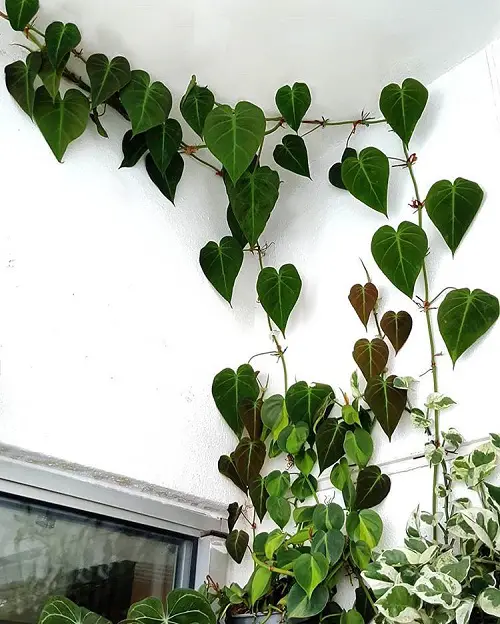 Amazing Vines That Grow Without Sunlight 23