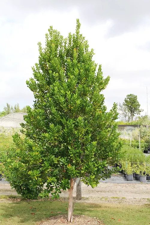 Trees That Beginning With A