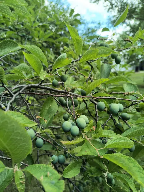 Amazing Fruit Trees