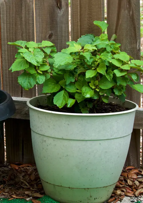 Crush Leaves of These housePlants and Smell For These Unbelievable Benefits