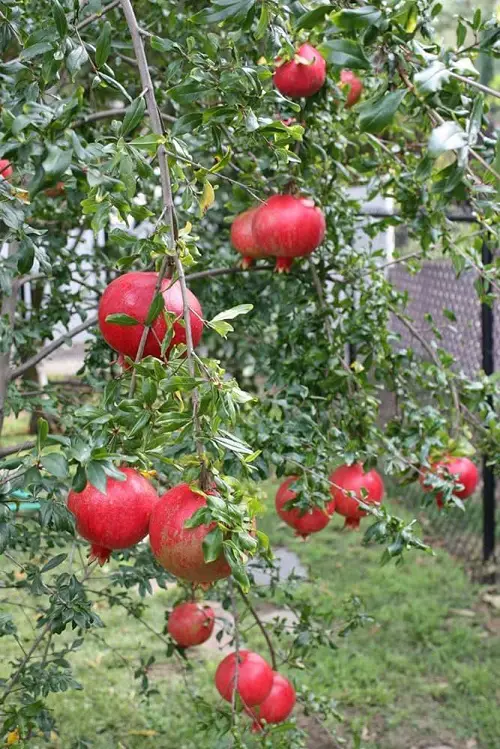 Fruit Trees that Grow Quickly in garden 5