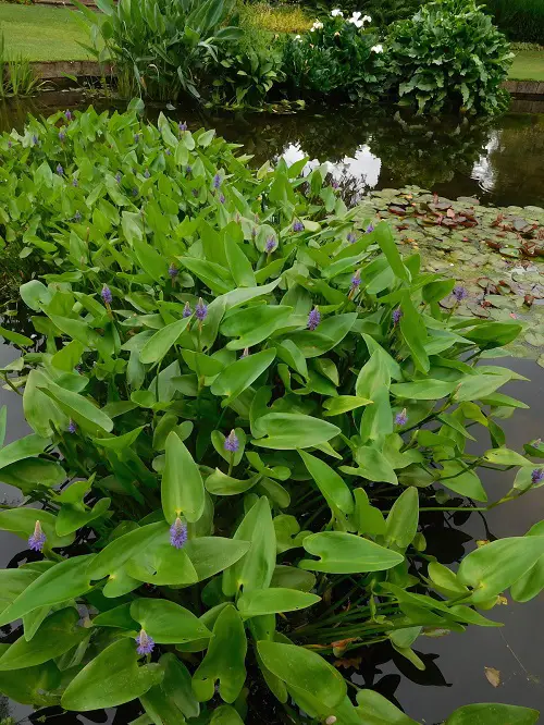 Swamp Flowers that Grow in Bogs and marshes 2