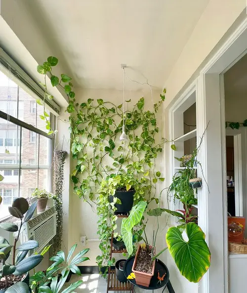 Fast Growing Indoor Vines in pot
