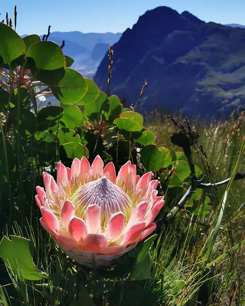 Beautiful blooms on this planet