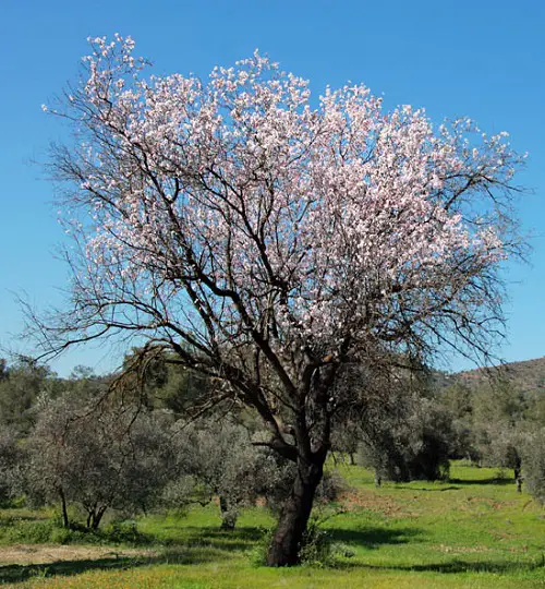 top best Trees That Beginning With A