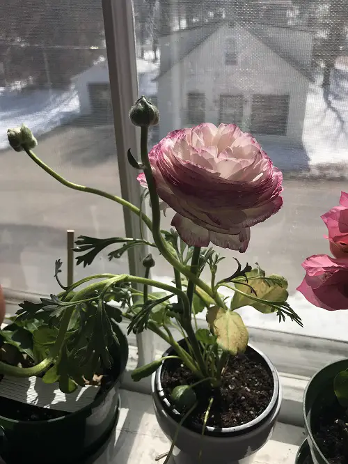 ranunculus in a container pot