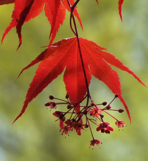 Plants With Red Foliage and Flower 45
