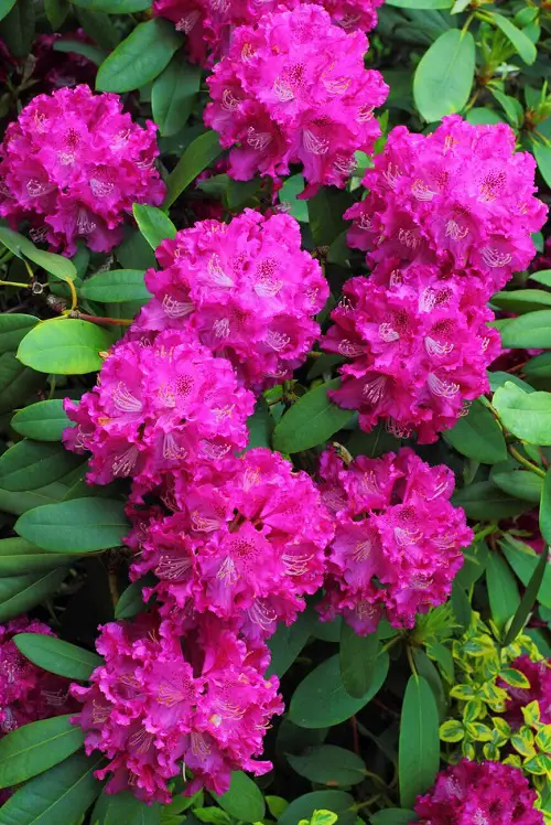 Hydrangea-like Flowers