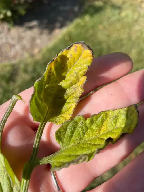 Growing Tomatoes in perfect ways 67