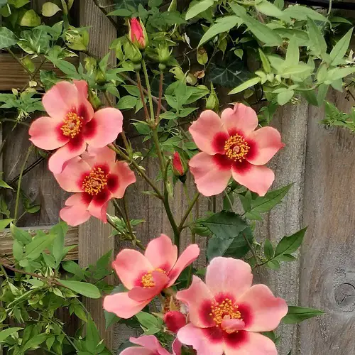 Iran flowers 2