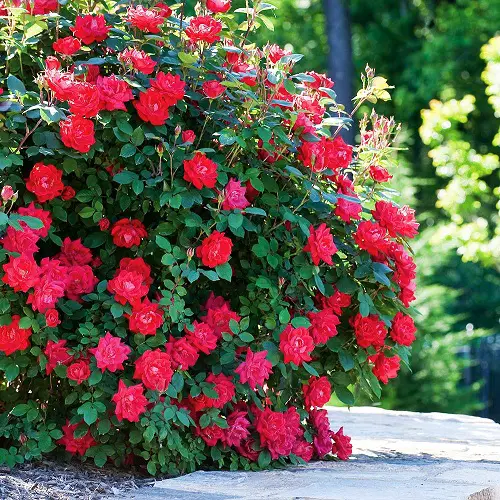 Flower Hedge Plants in garden 