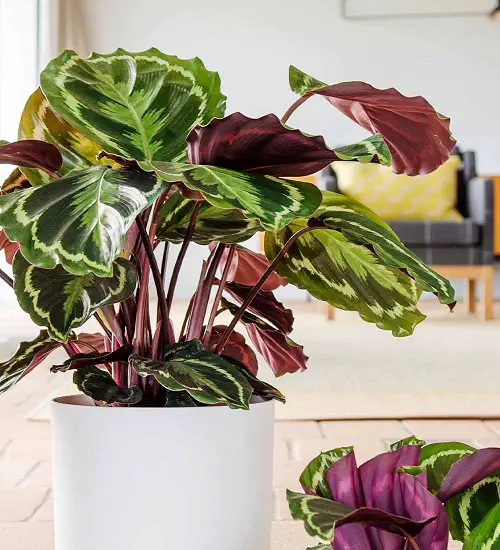 Purple Calathea Varieties