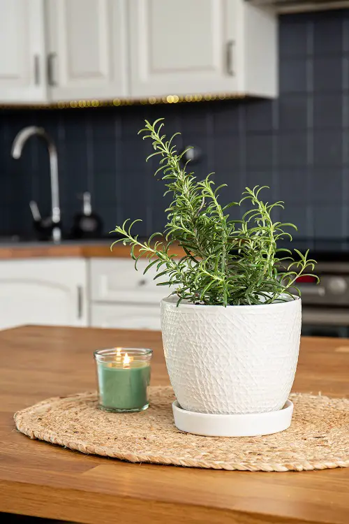 Crush Leaves of These housePlants and Smell For These Unbelievable Benefits