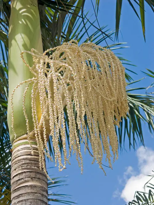 Palm Trees that beautiful Flower