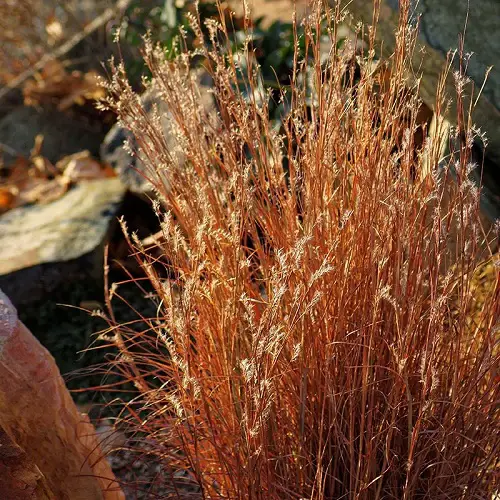 Beautiful Grasses that Flower 34