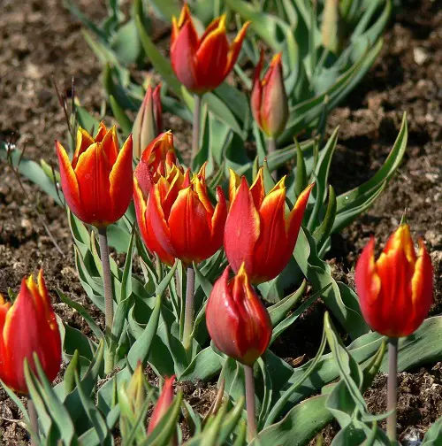 Flowers Native to Iran