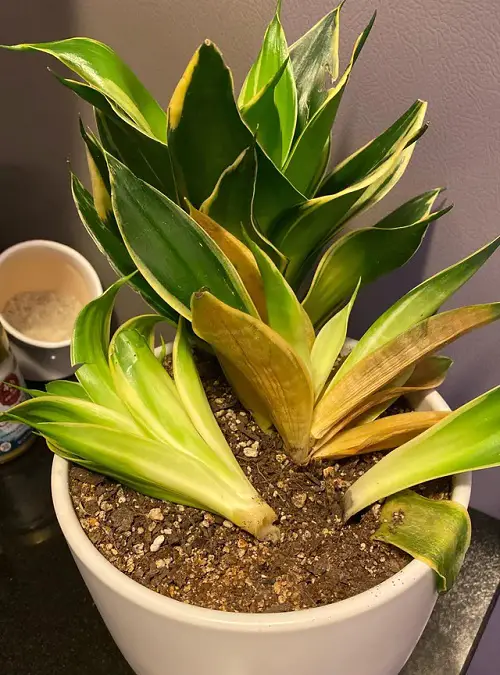why Snake Plant Leaves Turning Yellow