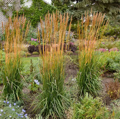 Grasses that Flower