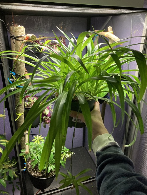 Plants Safe for Chameleons 3