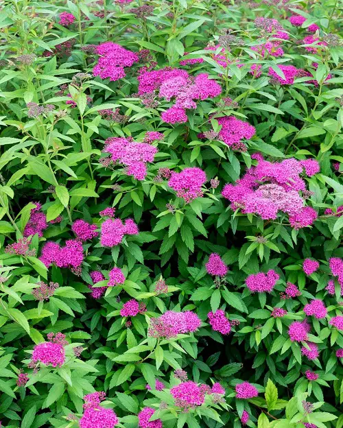 Awesome flowers similar to hydrangea